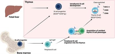 Frontiers | The Multifaceted Roles Of B Cells In The Thymus: From ...